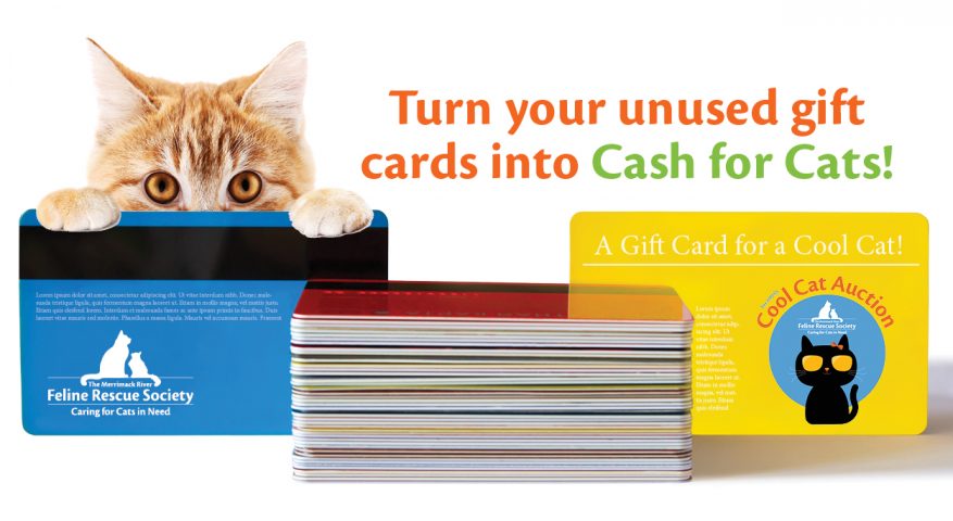 An orange cat peeking over gift cards with the Cool Cats Auction logo and request for donations.