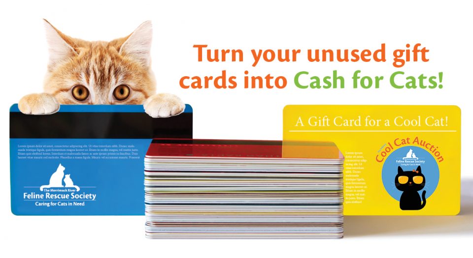 An orange cat peeking over gift cards with the Cool Cats Auction logo and request for donations.