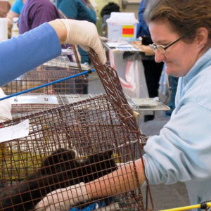 TNR clinic at feline rescue