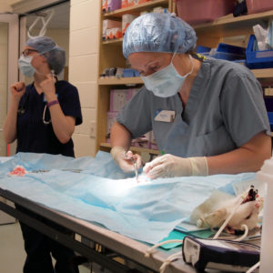 TNR clinic at feline rescue