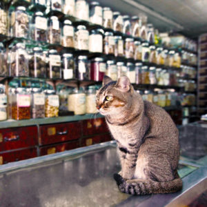 working cat