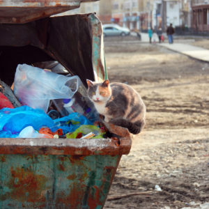 cat perched on garbage dumpster