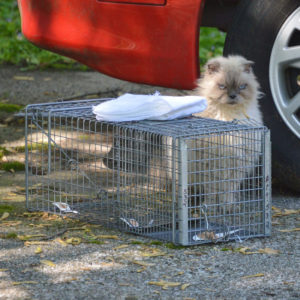 feral cat next to humane trap