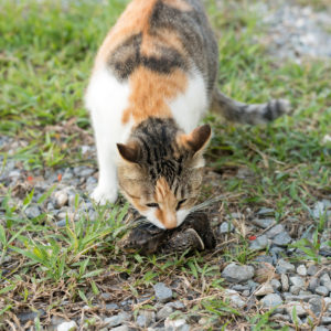 cat hunting bird