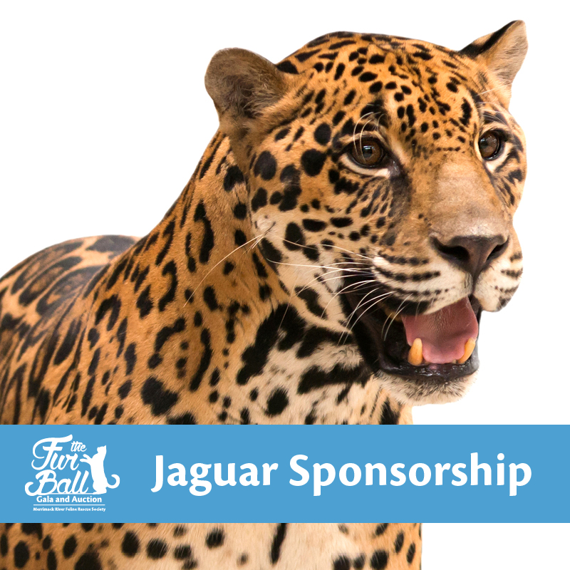 Jaguar - 2022 Fur Ball Sponsorship