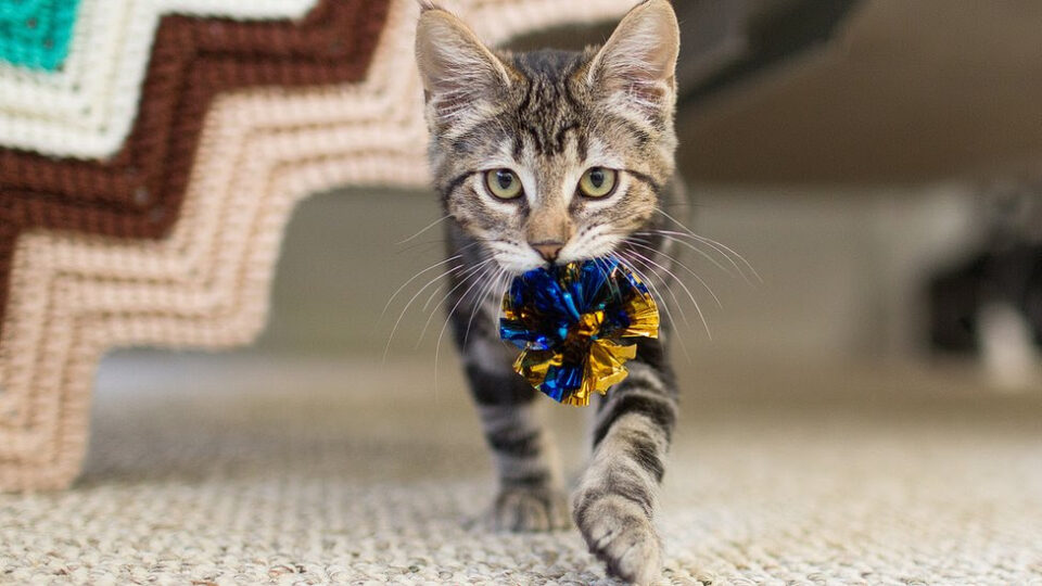 a cat fetching