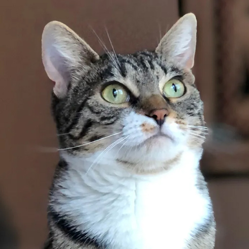 2027 Cat of the Month Calendar Photo